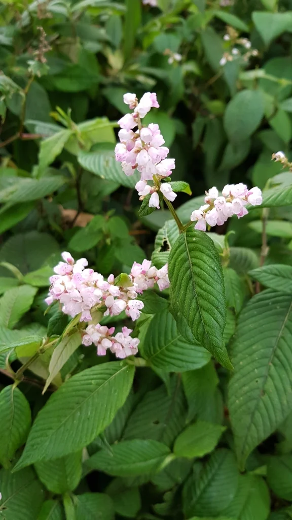 Persicaria Campanulata