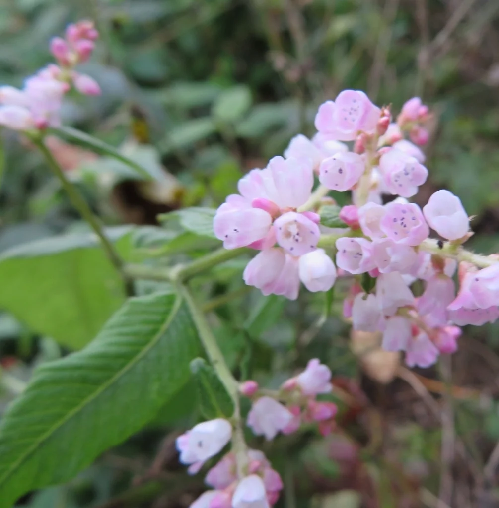 Persicaria Campanulata