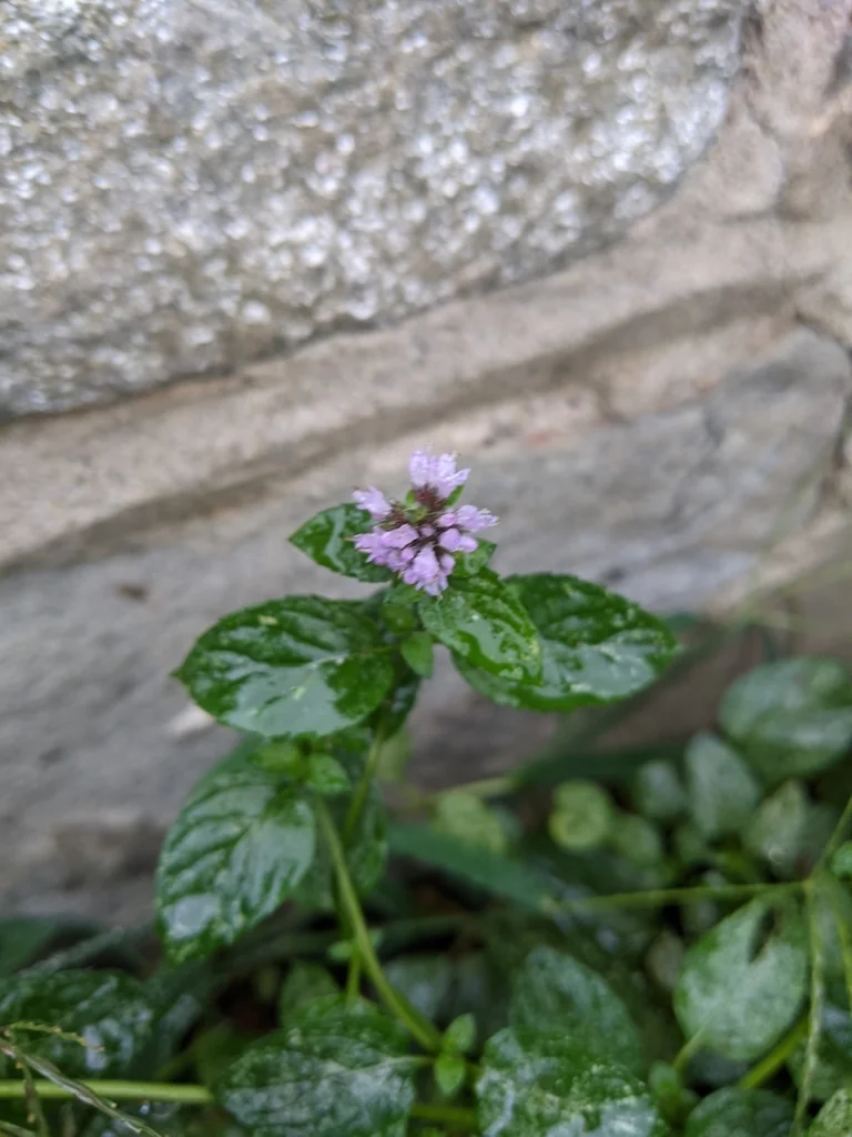 Mentha X Piperita