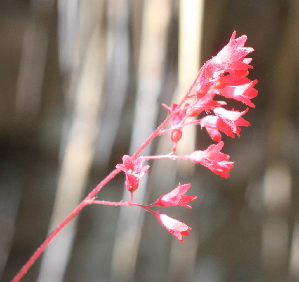 Heuchera Sanguinea