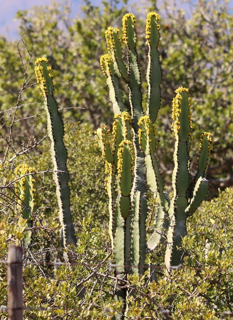 Euphorbia Coerulescens