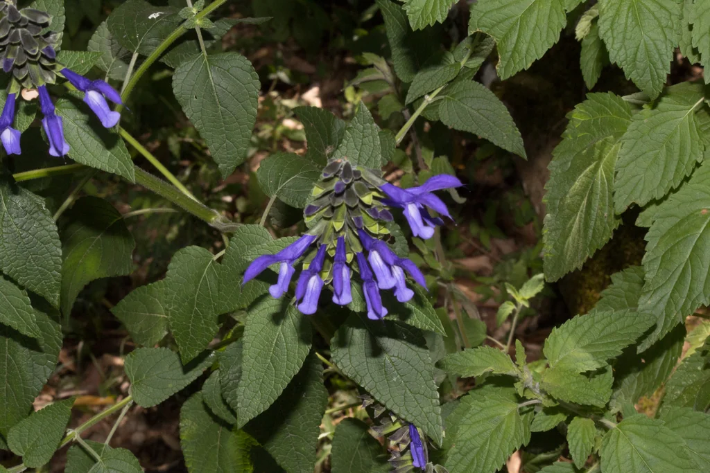 Salvia Guaranitica