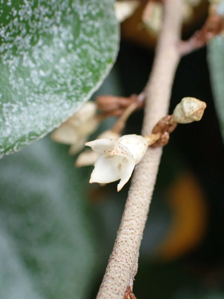 Elaeagnus X Ebbingei