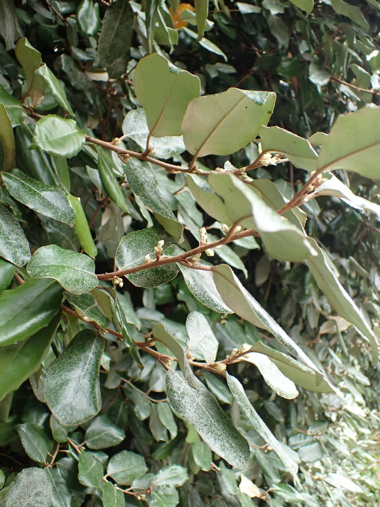 Elaeagnus X Ebbingei
