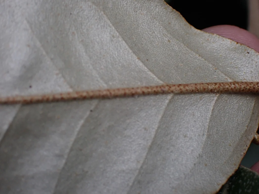 Elaeagnus X Ebbingei