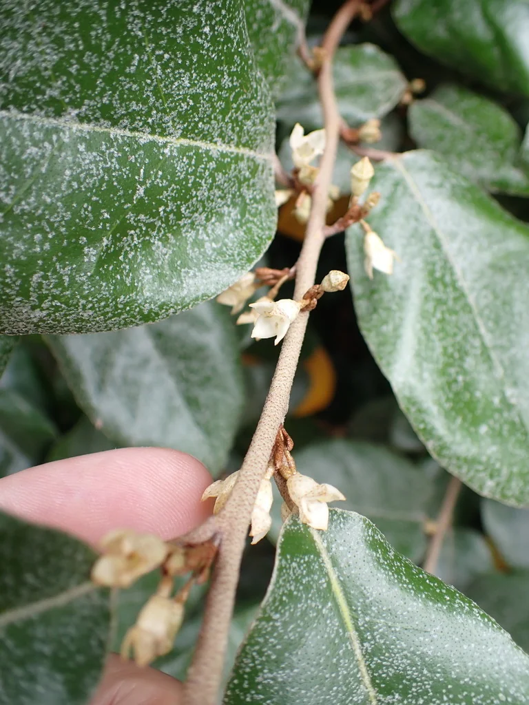 Elaeagnus X Ebbingei