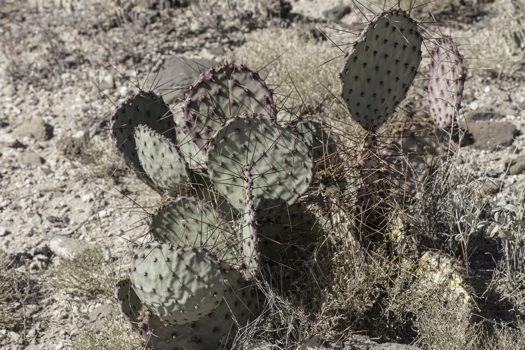 Opuntia Macrocentra