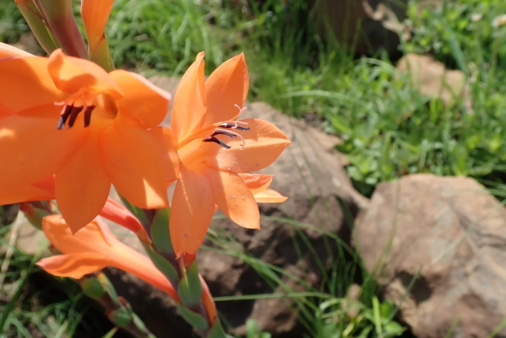 Watsonia Pillansii