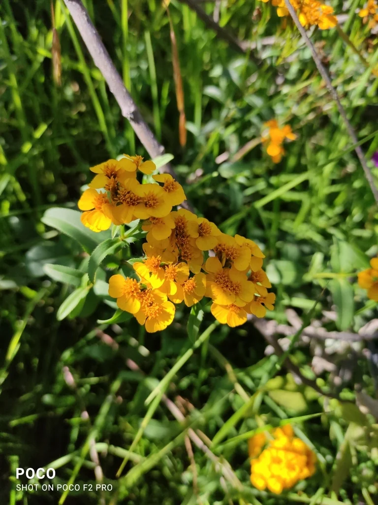 Tagetes Lucida