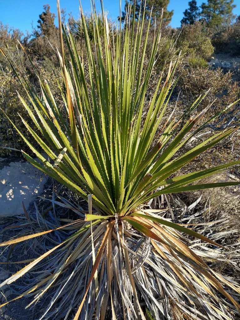 Dasylirion Leiophyllum