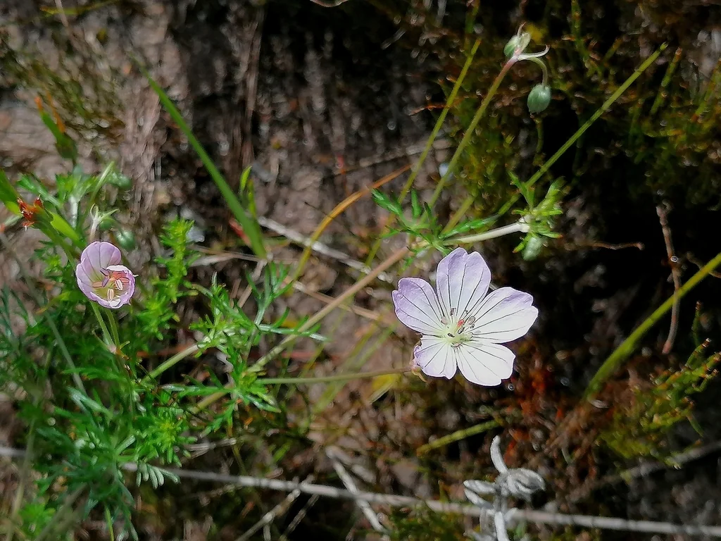 Geranium Incanum