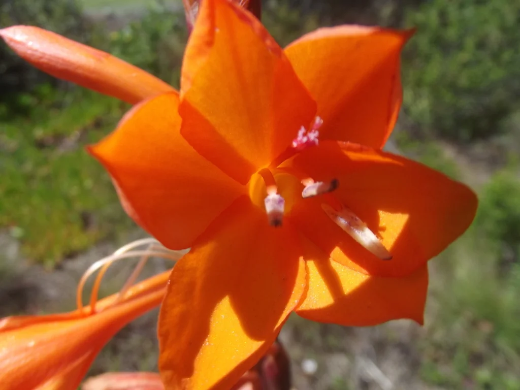 Watsonia Pillansii