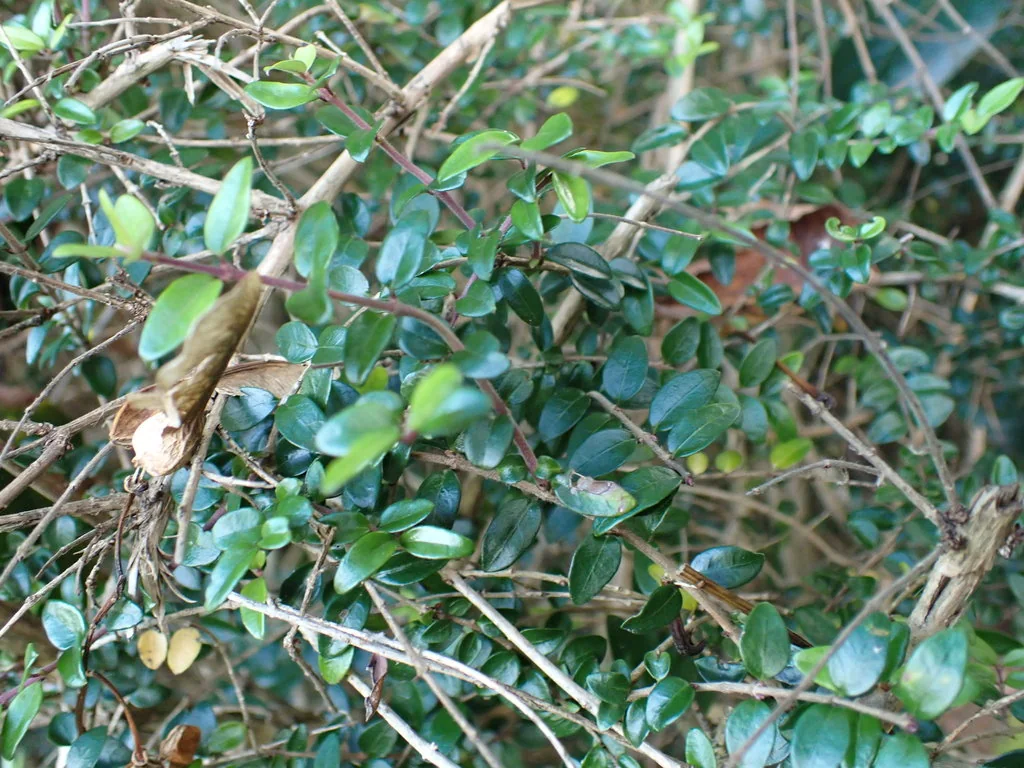 Lonicera Nitida