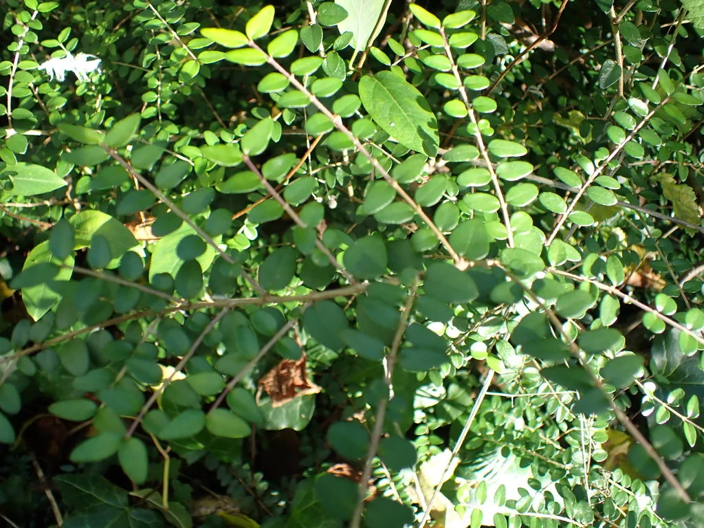 Lonicera Nitida