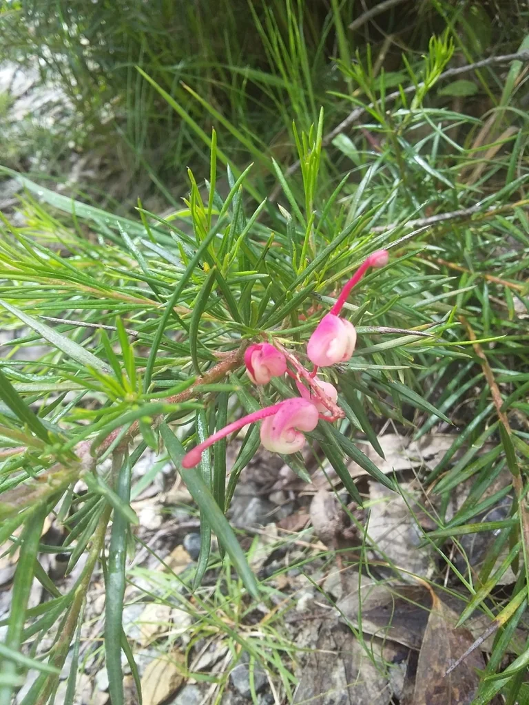 Grevillea Rosmarinifolia