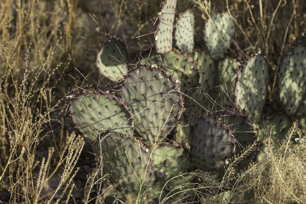 Opuntia Macrocentra