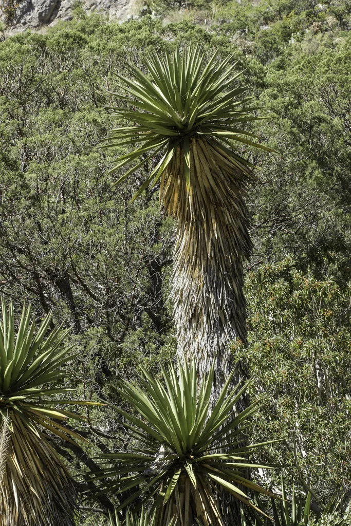 Yucca Faxoniana