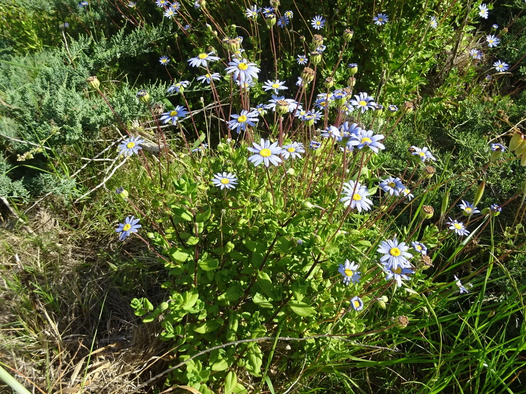 Felicia amelloides