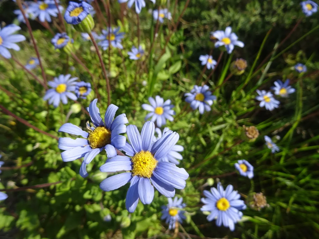 Felicia amelloides