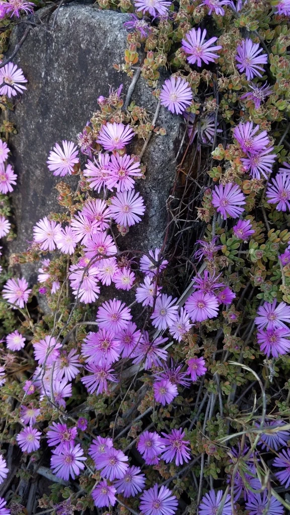 Drosanthemum Floribundum