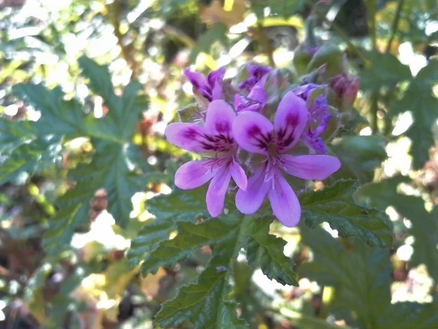 Pelargonium Graveolens