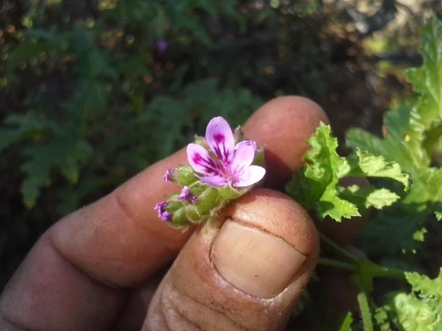 Pelargonium Graveolens
