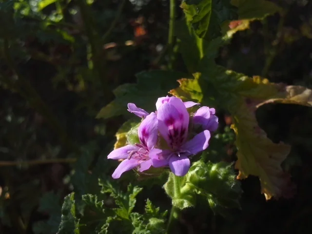 Pelargonium Graveolens