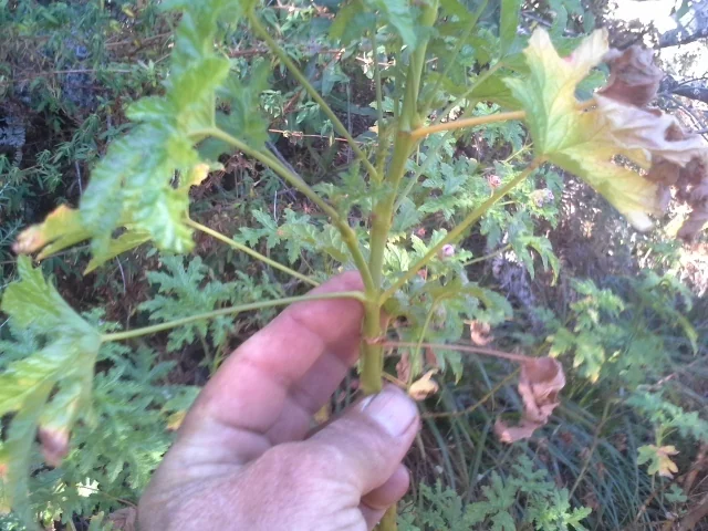 Pelargonium Graveolens