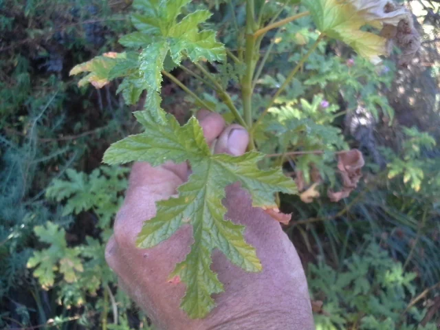 Pelargonium Graveolens