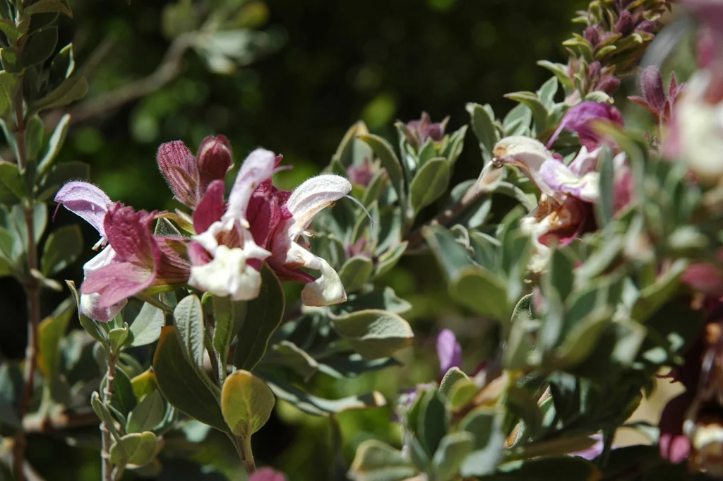 Salvia Dolomitica
