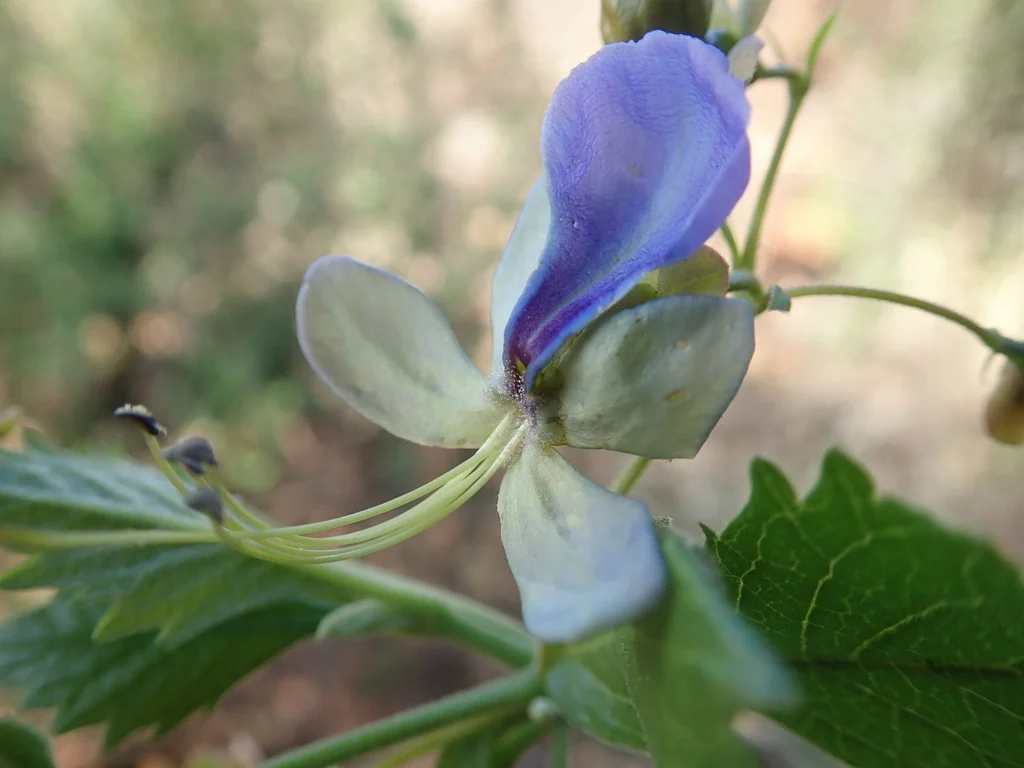 Clerodendrum Ugandense