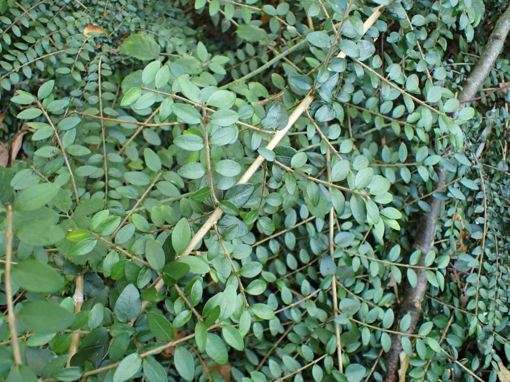 Lonicera Nitida