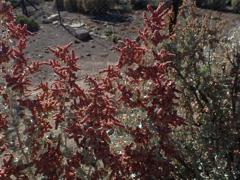 Atriplex Nummularia