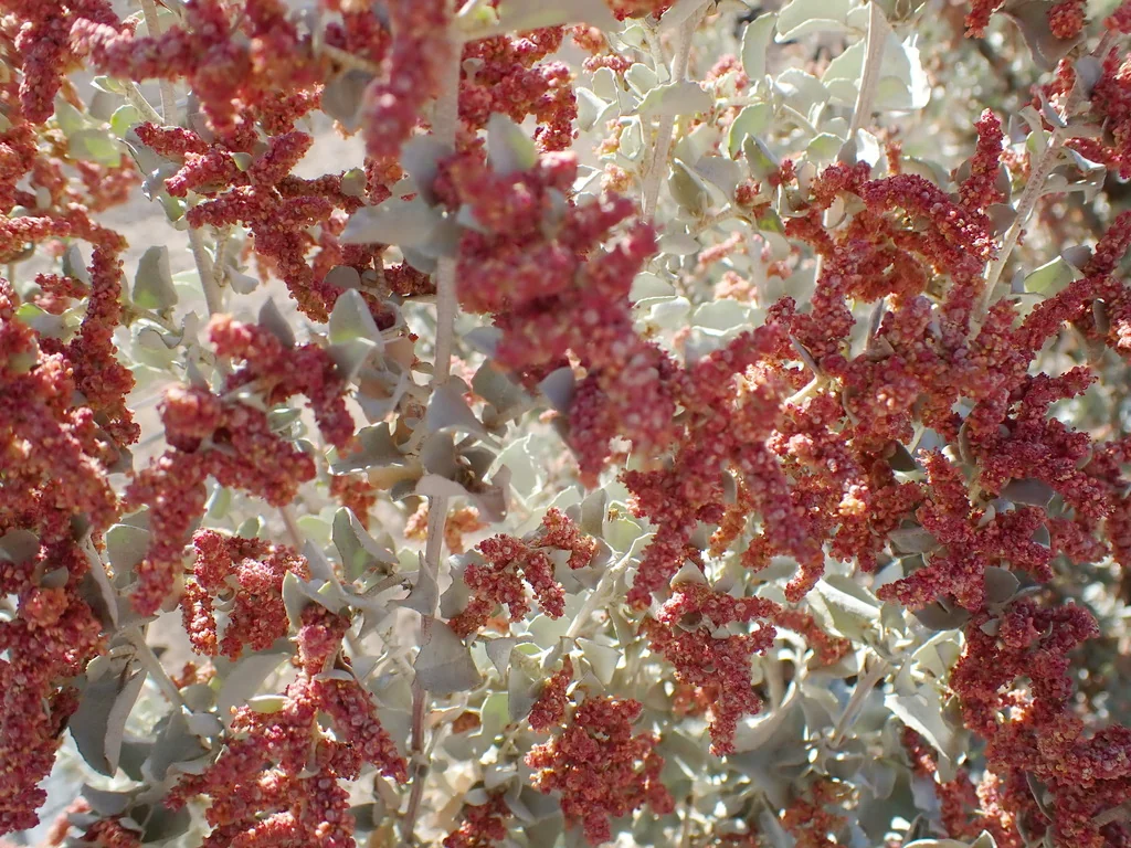 Atriplex Nummularia