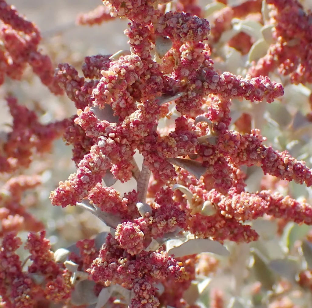 Atriplex Nummularia