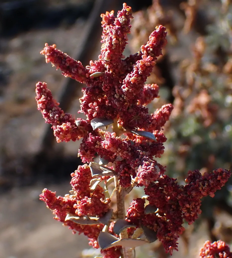 Atriplex Nummularia