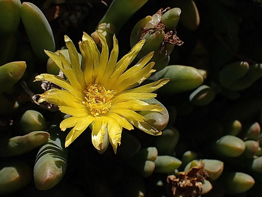 Malephora Lutea