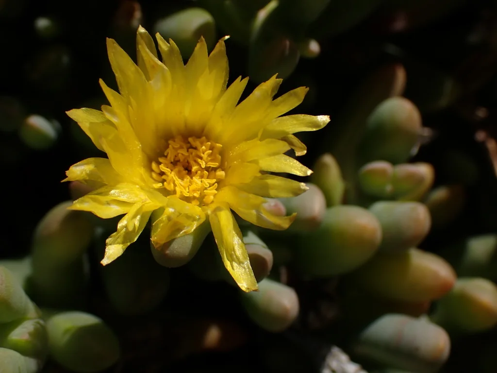 Malephora Lutea