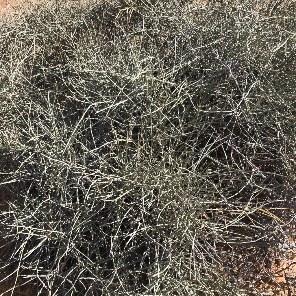 Ephedra Nevadensis