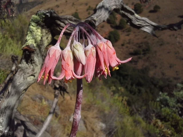 Cotyledon Macrantha