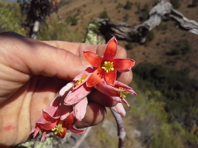 Cotyledon Macrantha