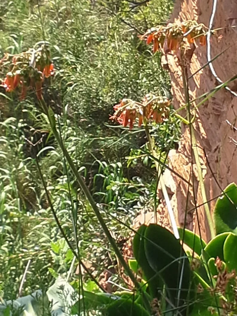 Cotyledon Macrantha