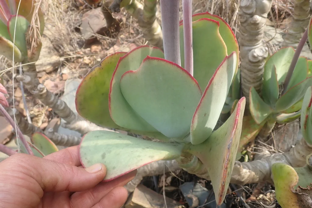 Cotyledon Macrantha