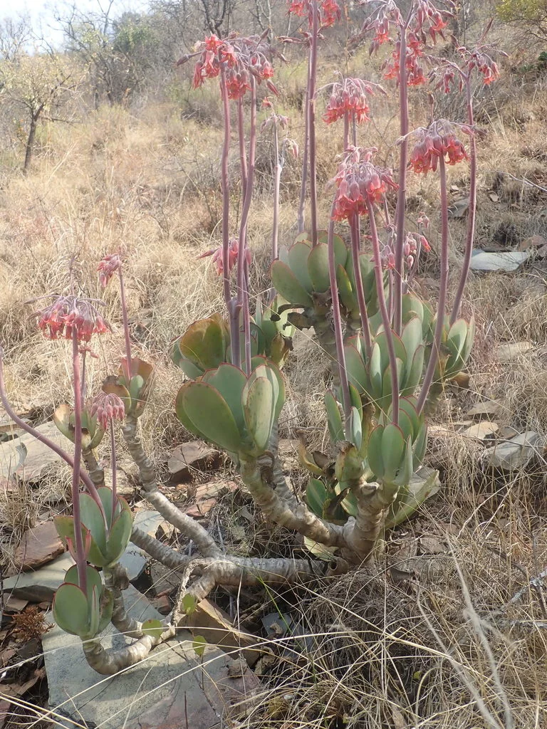 Cotyledon Macrantha