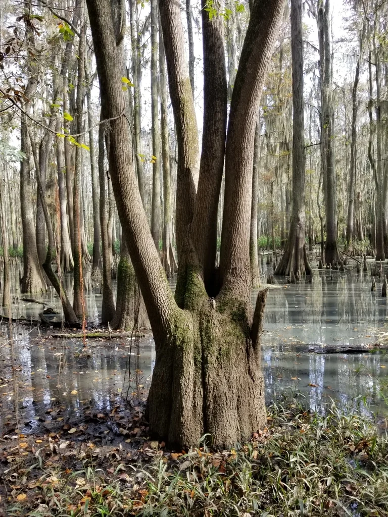 Nyssa Aquatica