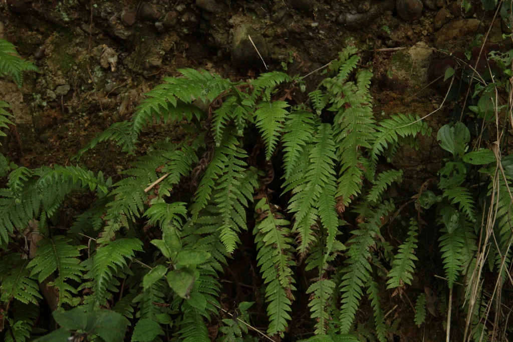 Thelypteris Decursive-Pinnata