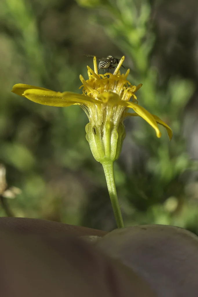 Chrysactinia Mexicana