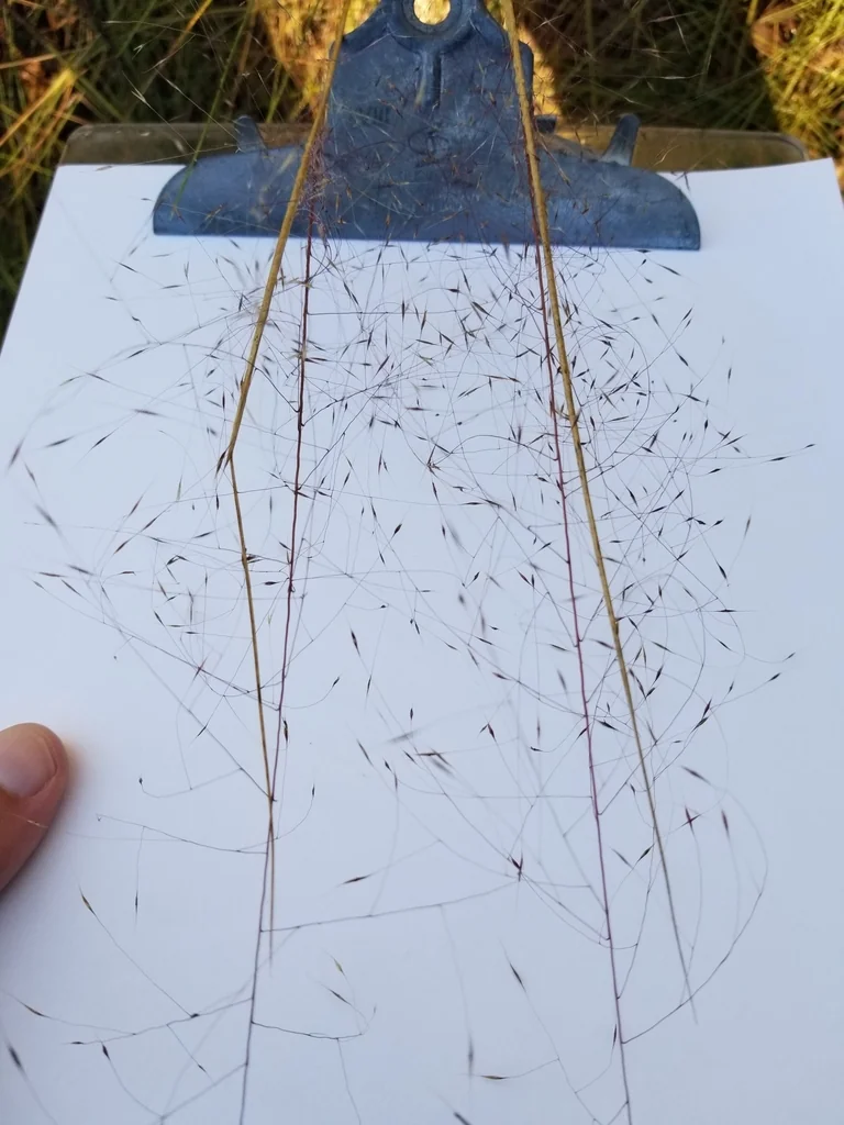 Muhlenbergia capillaris
