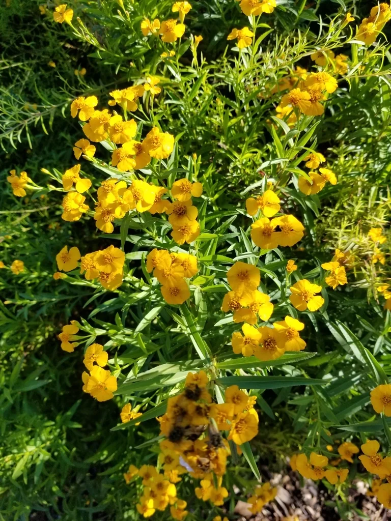Tagetes Lucida