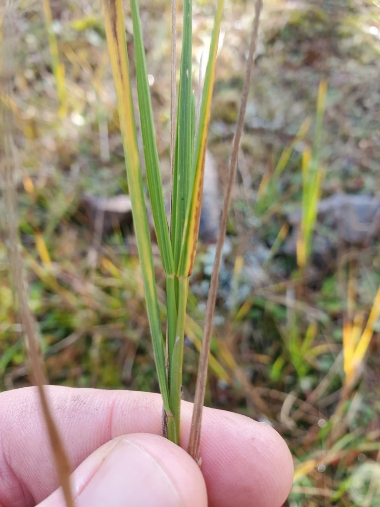 Agrostis Pallens